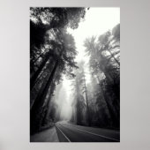 Poster Vue Des Séquoia Dans La Forêt (Devant)