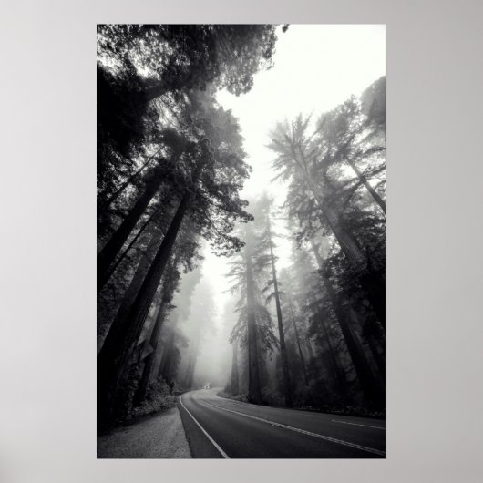 Poster Vue Des Séquoia Dans La Forêt (Devant)