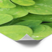 Poster Vue d'Oxalis Oregana bois Sorrel Foliage (Coin)