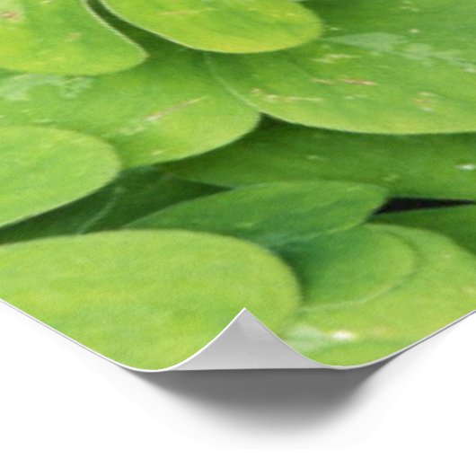 Poster Vue d'Oxalis Oregana bois Sorrel Foliage (Coin)