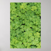 Poster Vue d'Oxalis Oregana bois Sorrel Foliage (Devant)