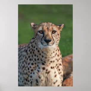 Poster Vue du Cheetah