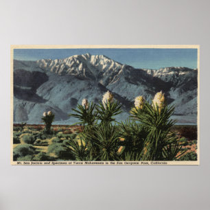 Poster Vue du mont San Jacinto, Yucca Mohavensis