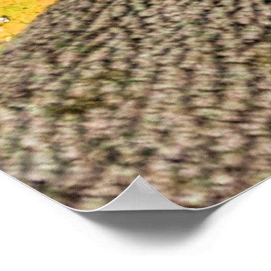 Poster Vue du sol forestier (Coin)