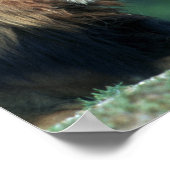 Poster Vue d'un Lion (Panthera leo) ouvrant sa bouche (Coin)