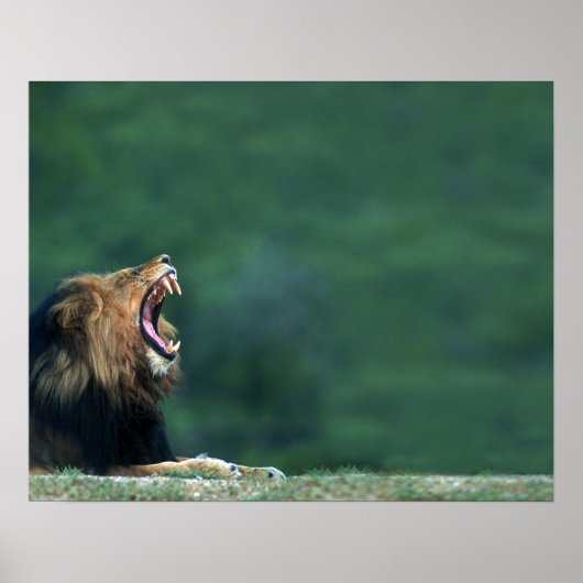 Poster Vue d'un Lion (Panthera leo) ouvrant sa bouche (Devant)