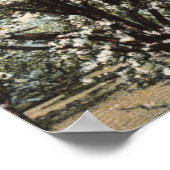 Poster Vue d'un verger de prune de 300 000 arbres (Coin)