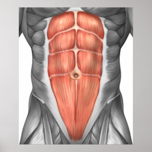 Poster Vue en gros plan des muscles abdominaux masculins