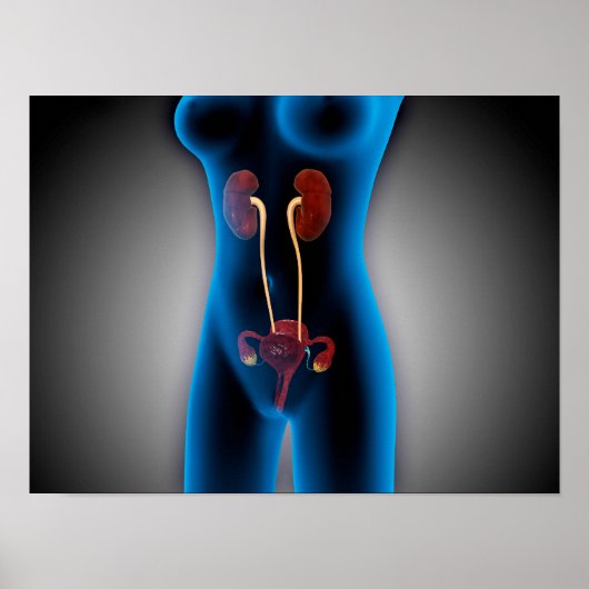 Poster Vue En Rayon X Du Corps Féminin Avec Reproduction (Devant)