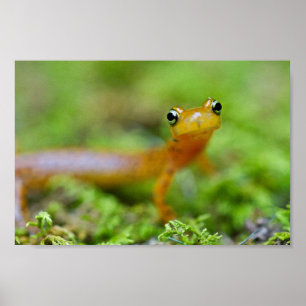 Poster Vue étroite de visage de salamandre de longtail