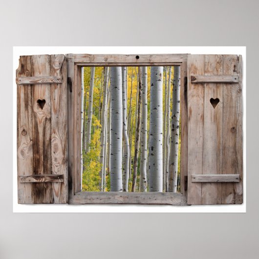 Poster Vue Forêt de bouleau (Devant)