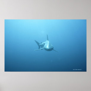 Poster Vue frontale d'un requin tigre