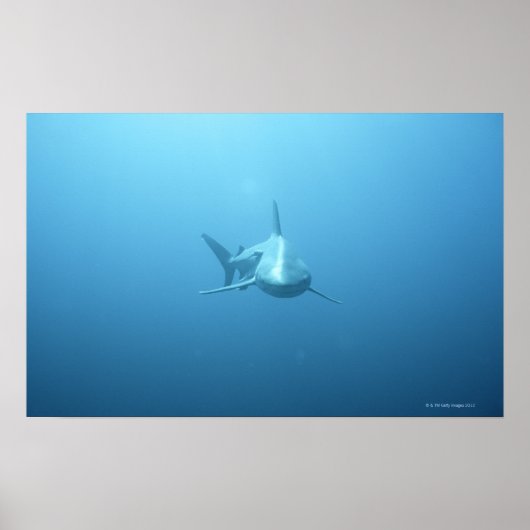 Poster Vue frontale d'un requin tigre (Devant)