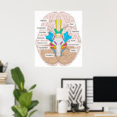 Poster Vue inférieure des nerfs crâniens dans le cerveau  (Bureau à domicile)