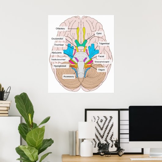 Poster Vue inférieure des nerfs crâniens dans le cerveau  (Bureau à domicile)