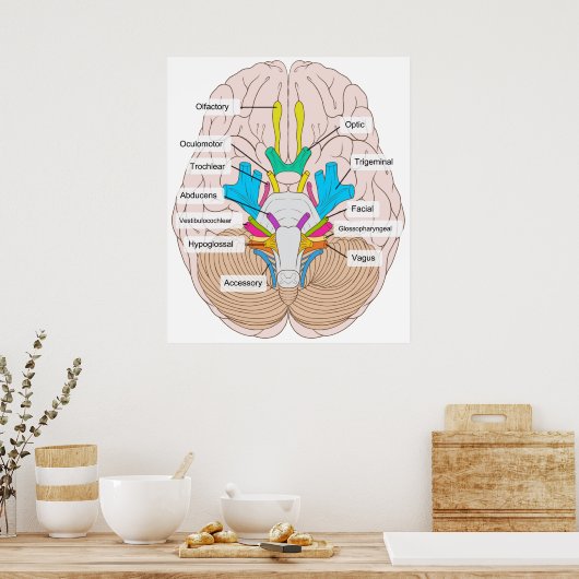 Poster Vue inférieure des nerfs crâniens dans le cerveau  (Cuisine)