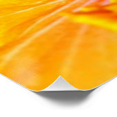 Poster Vue latérale de l'Hibiscus orange (Coin)