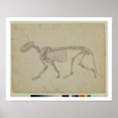 Poster Vue latérale d'un squelette de tigre, étude termin (Devant)