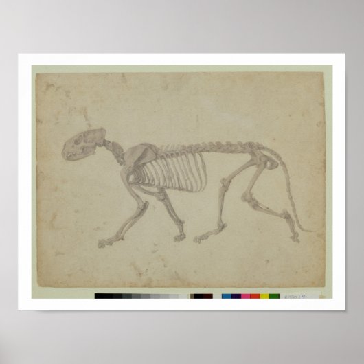Poster Vue latérale d'un squelette de tigre, étude termin (Devant)