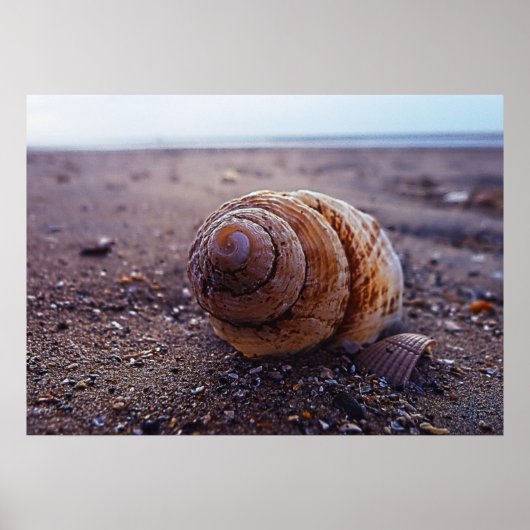 Poster Vue Macro D'Une Coquille Spirale (Devant)
