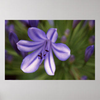 Poster Vue microscopique