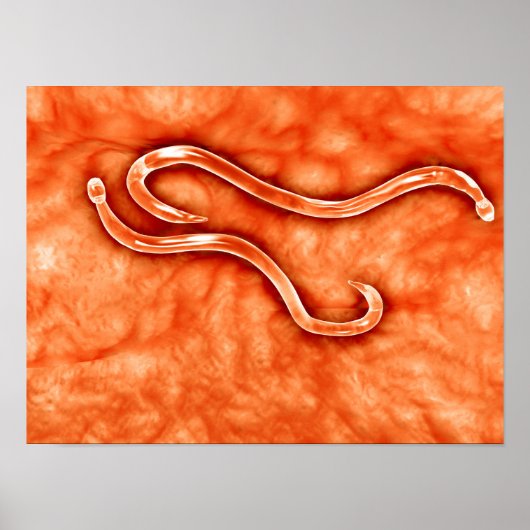 Poster Vue Microscopique De Hookworm 2 (Devant)