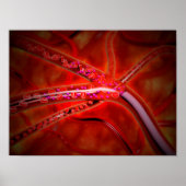 Poster Vue Microscopique De La Médecine Injectée (Devant)