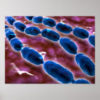 Vue Microscopique De La Pneumonie Bactérienne 1