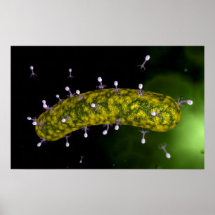 Poster Vue Microscopique De L'Attaque Aux Bactériophages