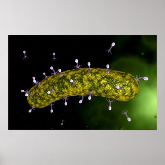 Poster Vue Microscopique De L'Attaque Aux Bactériophages (Devant)