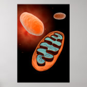 Poster Vue Microscopique De Mitochondrie 1 (Devant)