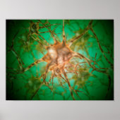 Poster Vue Microscopique De Plusieurs Cellules Nerveuses  (Devant)
