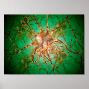 Poster Vue Microscopique De Plusieurs Cellules Nerveuses 