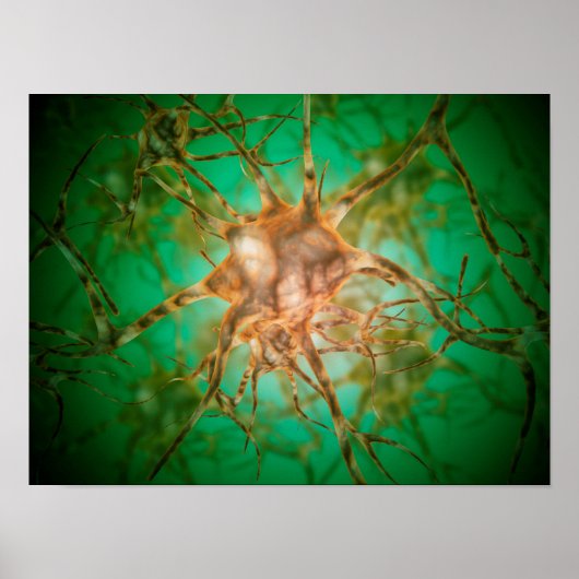 Poster Vue Microscopique De Plusieurs Cellules Nerveuses  (Devant)