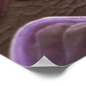 Poster Vue microscopique des bactéries (Coin)