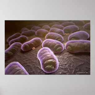 Poster Vue microscopique des bactéries