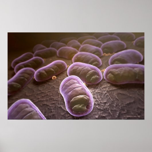 Poster Vue microscopique des bactéries (Devant)
