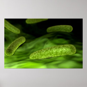 Poster Vue Microscopique Des Bactéries 1