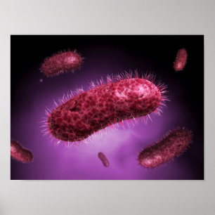 Poster Vue Microscopique Des Bactéries 2