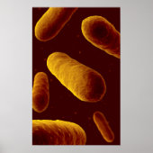 Poster Vue Microscopique Des Bactéries 3 (Devant)