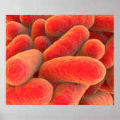 Poster Vue Microscopique Des Bactéries 4 (Devant)