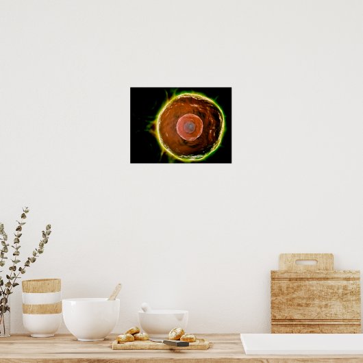 Poster Vue Microscopique Des Cellules B Humaines 2 (Cuisine)