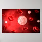 Poster Vue Microscopique Des Cellules De Sang Blanc (Devant)