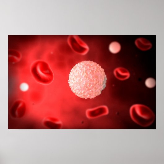Poster Vue Microscopique Des Cellules De Sang Blanc (Devant)