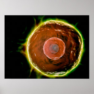 Poster Vue microscopique des lymphocytes B humains 2