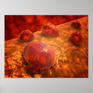 Poster Vue microscopique des macrophages phagocytaires 1