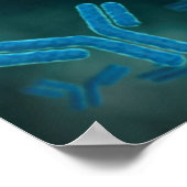 Poster Vue Microscopique Des Molécules Immunoglobulines G (Coin)