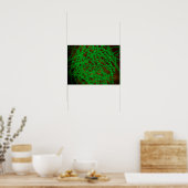 Poster Vue Microscopique Du Bactérie Cocci (Cuisine)