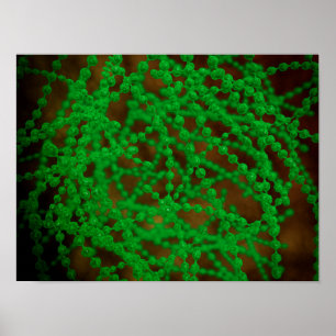 Poster Vue Microscopique Du Bactérie Cocci