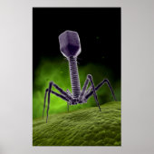 Poster Vue Microscopique Du Bactériophage (Devant)
